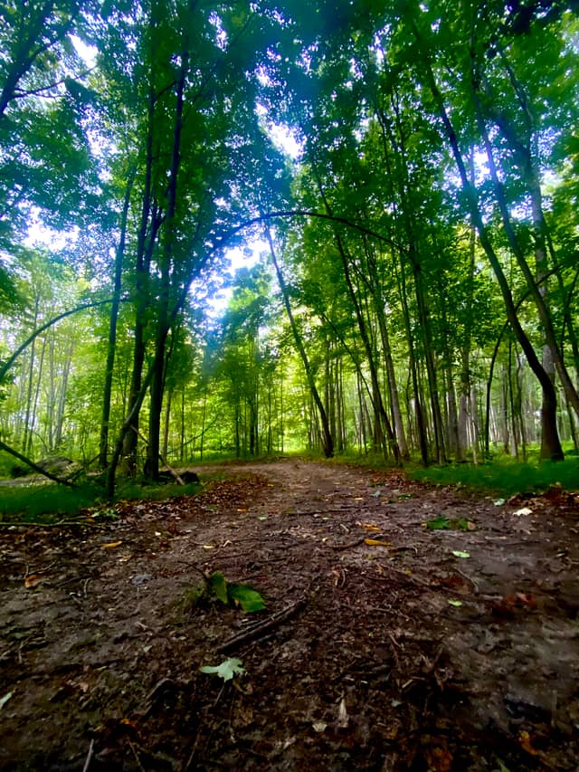 Hidden Lake Gardens Woodland Trail - Image 1