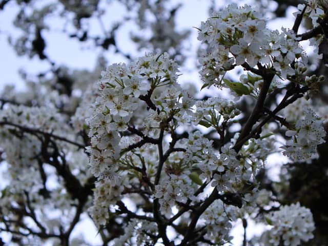 Beaverton Spring Blossoms - Image 1