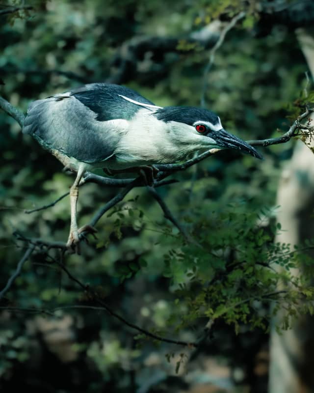 Byculla Urban Birding Spot - Image 1