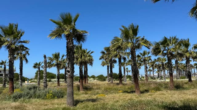 Essaouira Coastal Palm Grove - Image 1