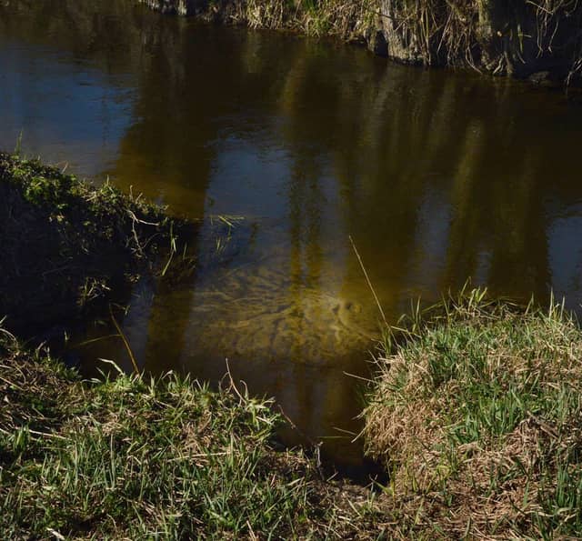 Mała Wełna River Bank - Image 1