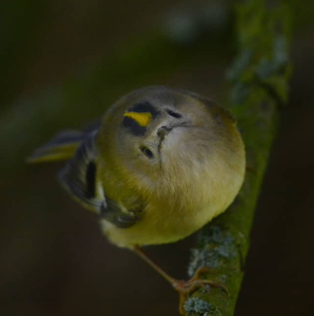 Bridport Woodland Birding Spot - Image 1