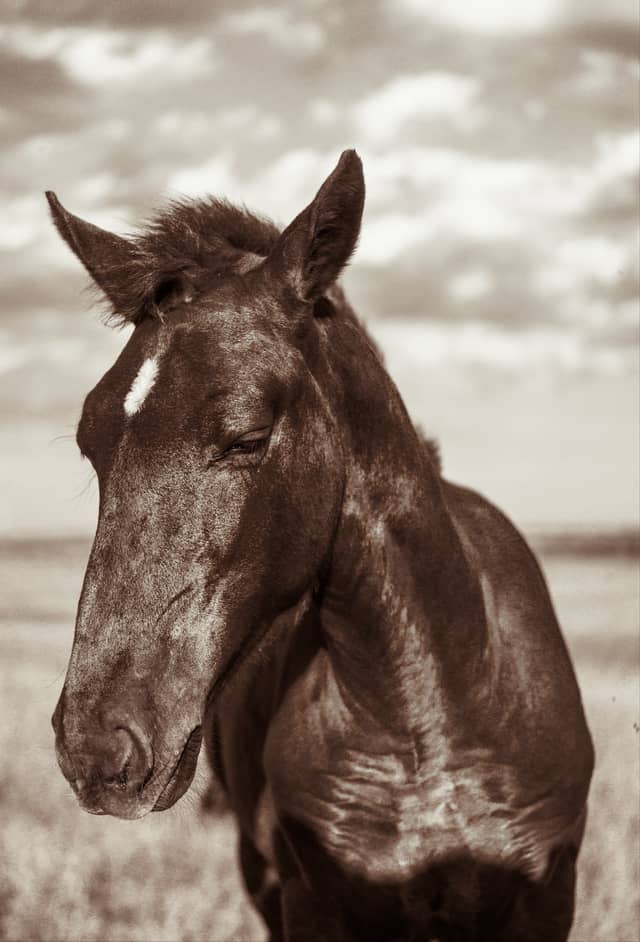 Artsyz Rural Pastures - Image 1