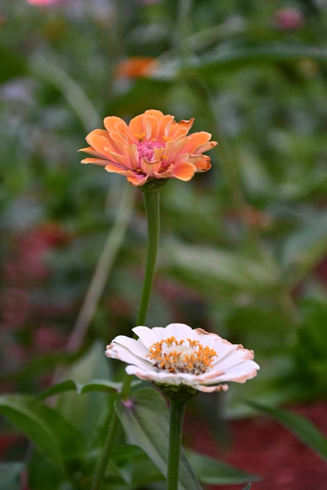Auburn Garden Blooms - Image 1