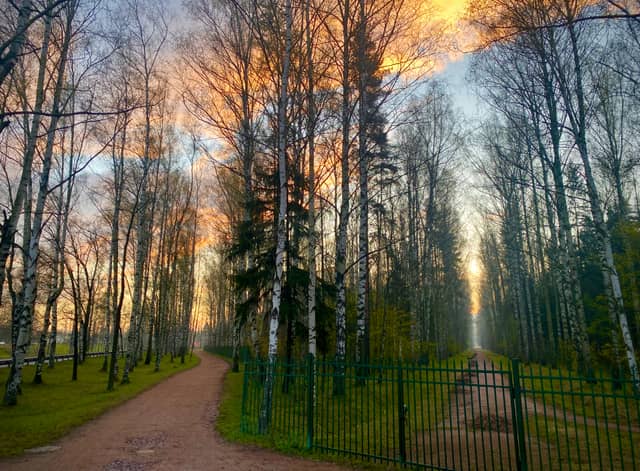 Pavlovsk Park Forest Path - Image 1