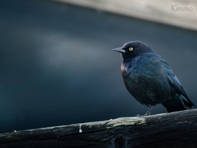 Fairfax Birding Spot - Image 1