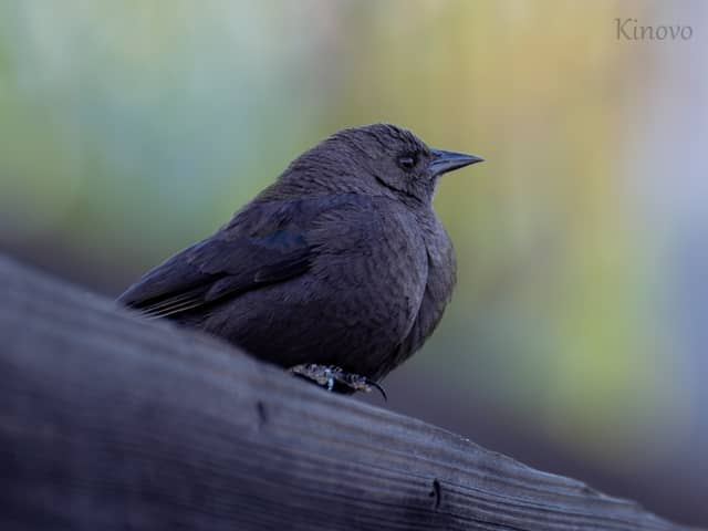 Fairfax Nature Trails - Image 1