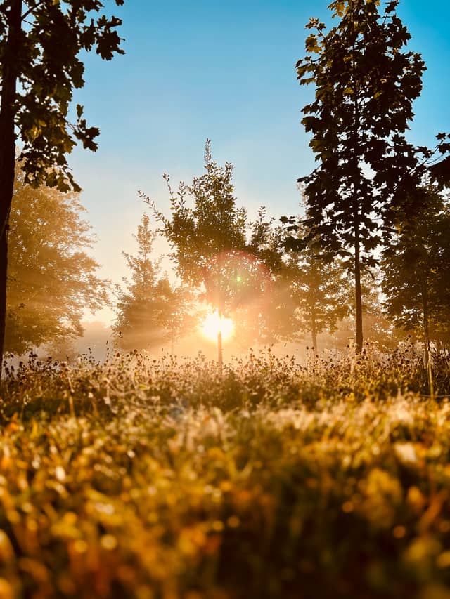 Misty Woodland in Rechitsa - Image 1