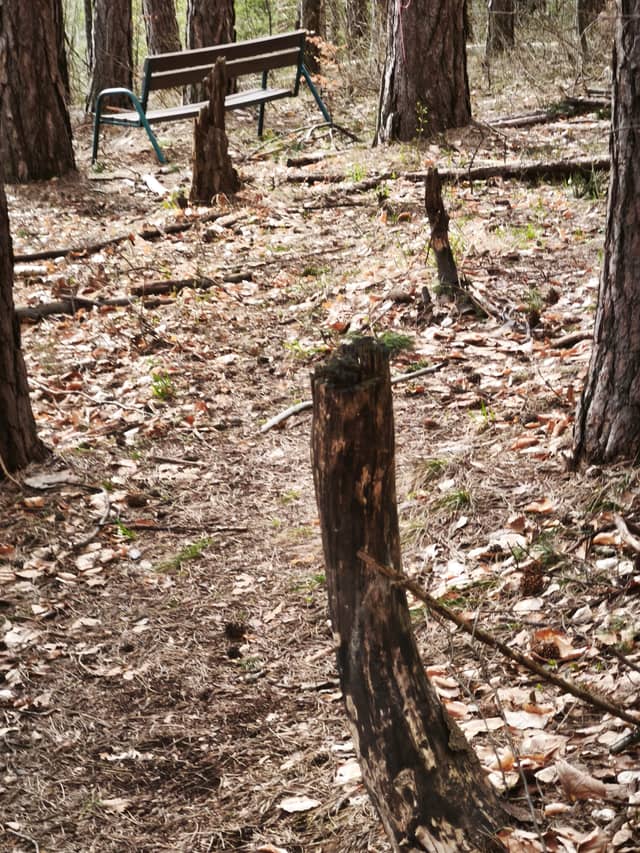 Fončorda Woodland Trail - Image 1