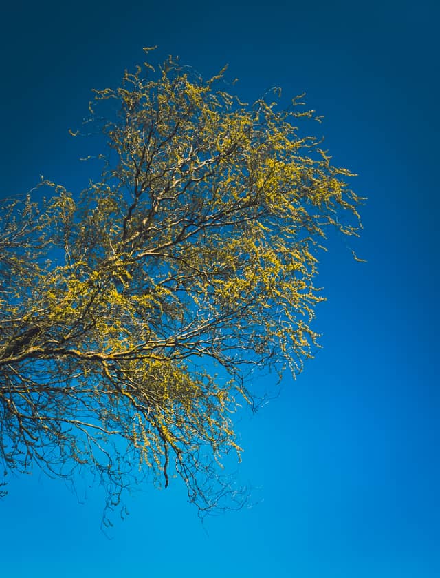 Gomaringen Tree Canopy - Image 1