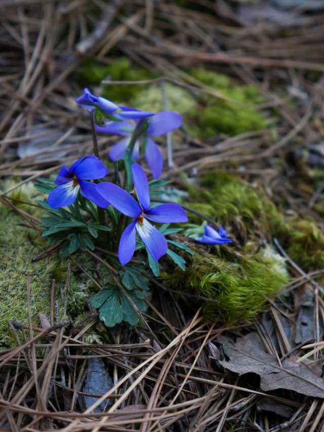 Sans Bois Mountains Forest Floor - Image 1