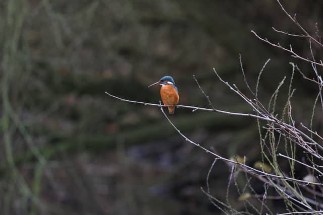 Dommel River Wildlife Spot - Image 1