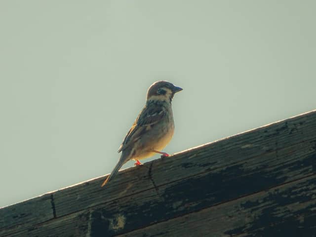 Kachreti Village Wildlife - Image 1