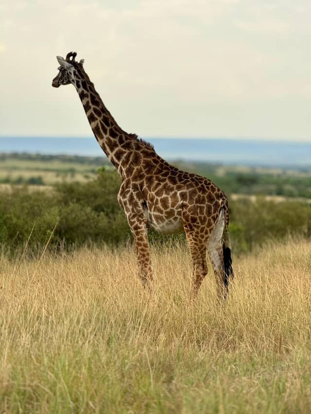 Kajiado Savanna Plains - Image 1