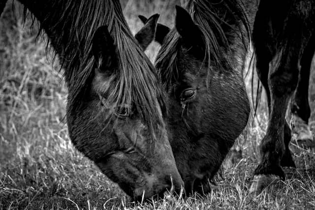 Ardmore Ranch Pastures - Image 1