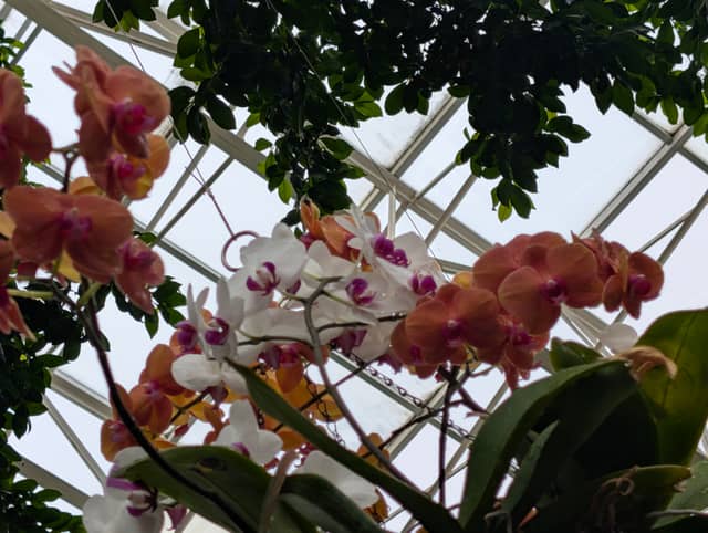 Foellinger-Freimann Botanical Conservatory - Image 1