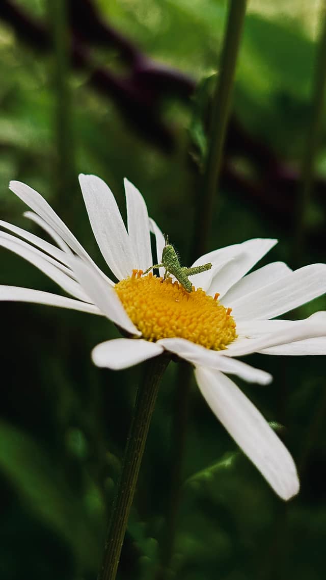 ABQ BioPark Botanic Garden - Image 1