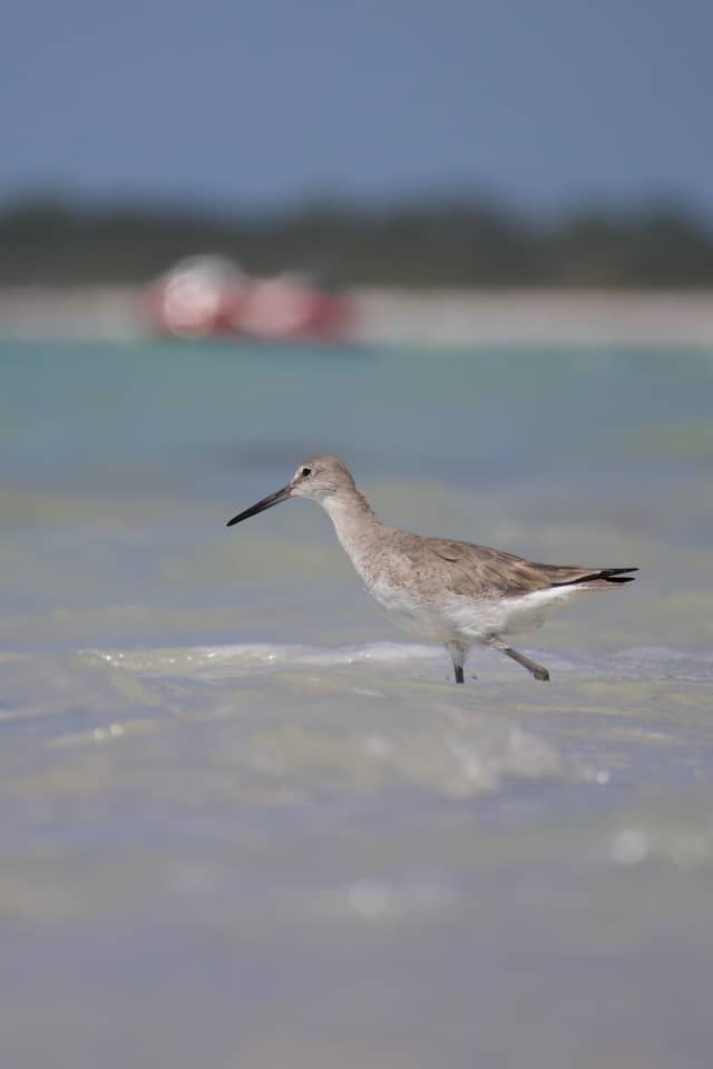 Honeymoon Island State Park - Image 1