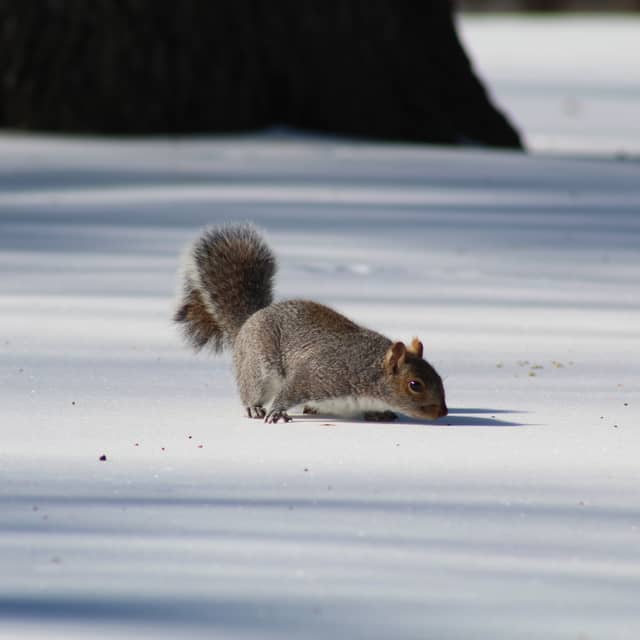 Eisenhower Park - Image 1