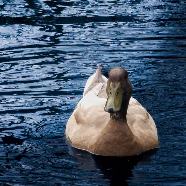 Bredgar Village Pond - Image 1