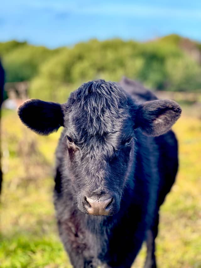 Chapadmalal Rural Pastures - Image 1
