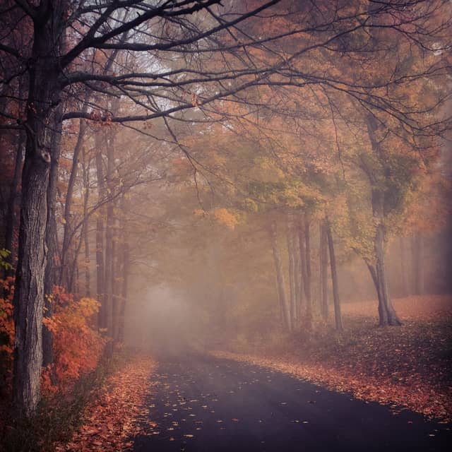 Misty Autumn Forest Road - Image 1