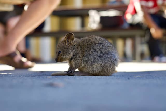 Rottnest Island Settlement - Image 1