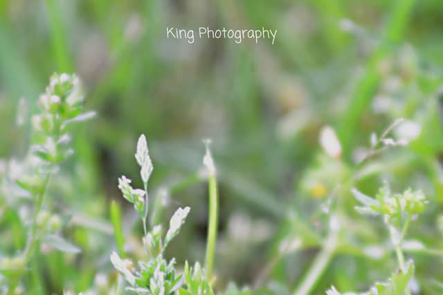 Burlison Rural Meadows - Image 1