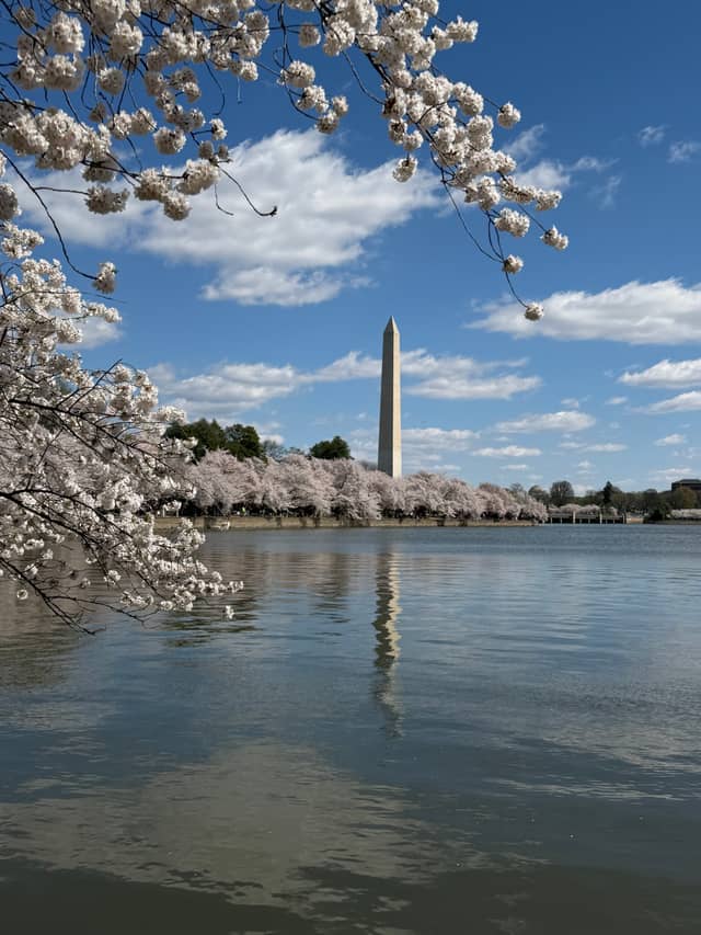 Washington Monument from the Tidal Basin - Image 1