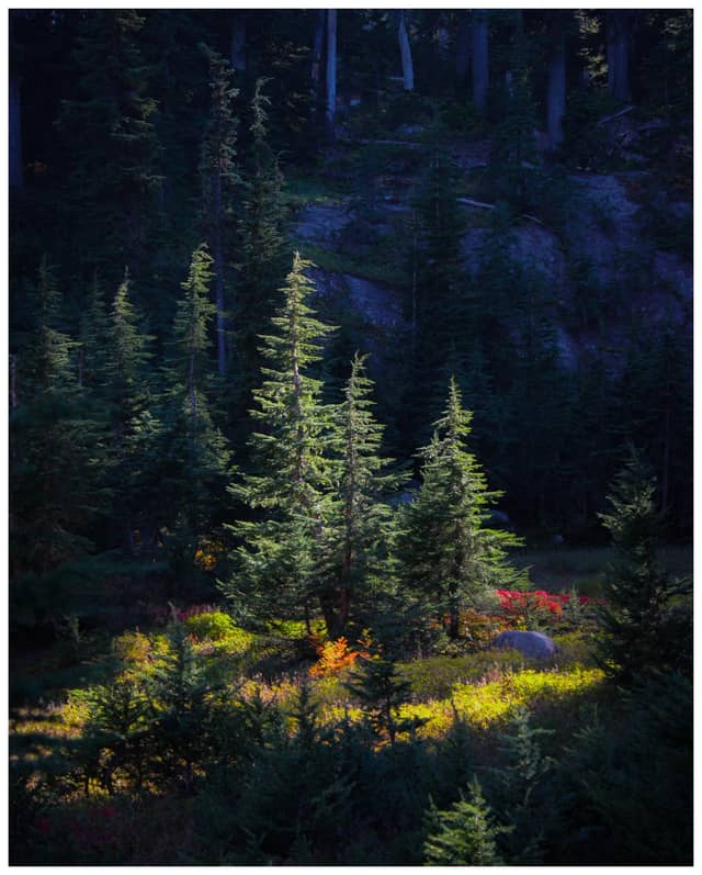 Camp Sherman Forest Clearing - Image 1