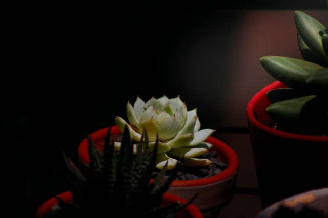 Indoor Succulent Macro Studio - Image 1