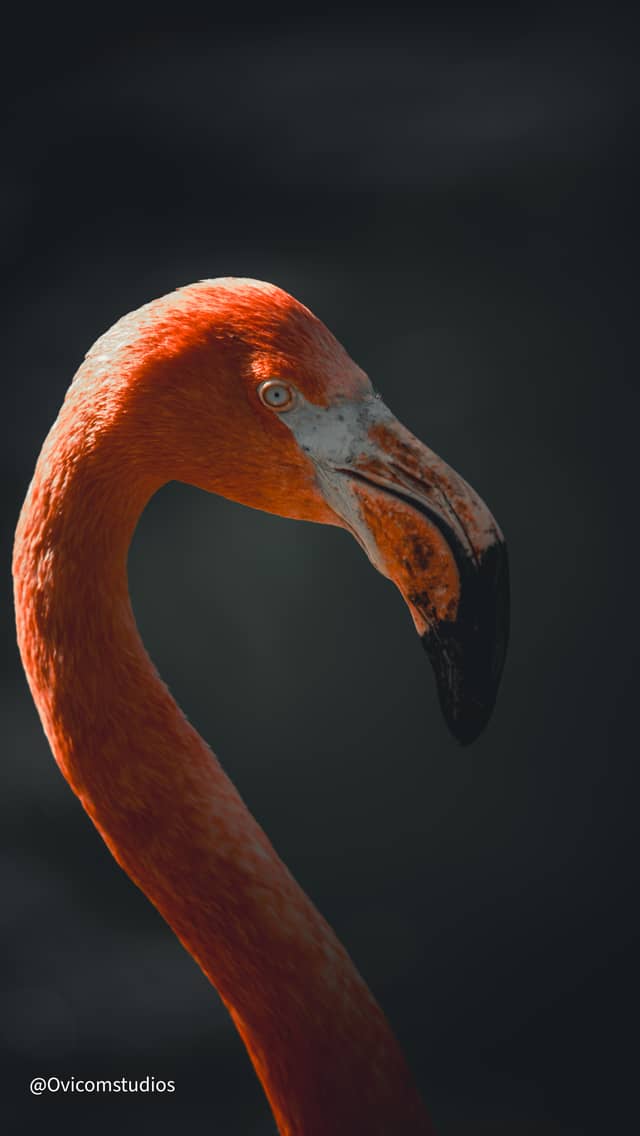 Flamingo Wildlife Portrait - Image 1