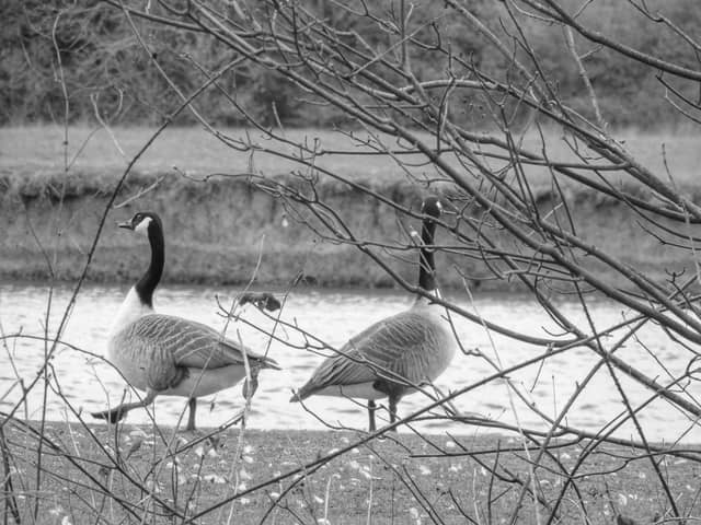 River Thames Bank, Eton - Image 1