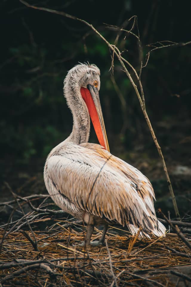 Rotterdam Zoo (Diergaarde Blijdorp) - Image 1