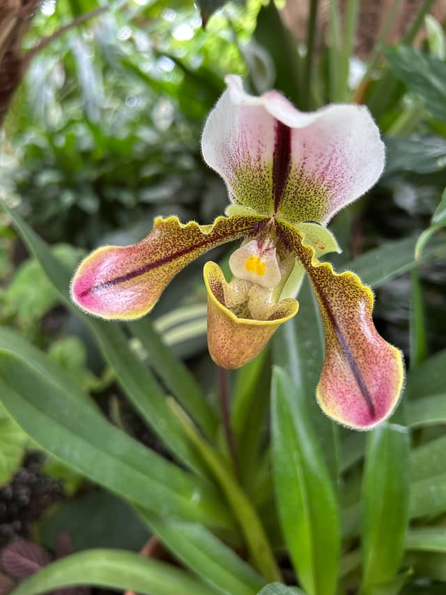 Anna Scripps Whitcomb Conservatory - Image 1