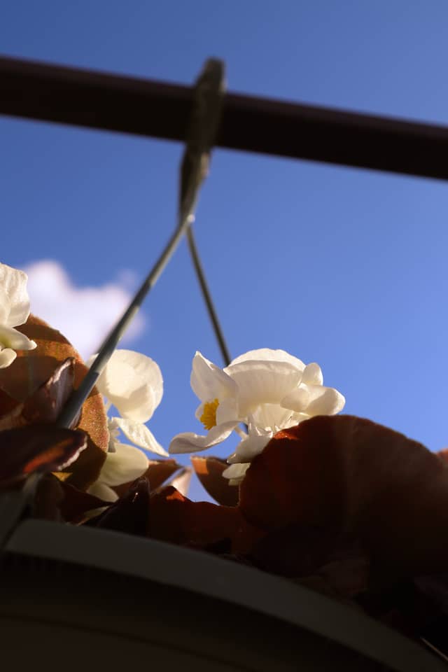 Livingston Garden Center - Image 1