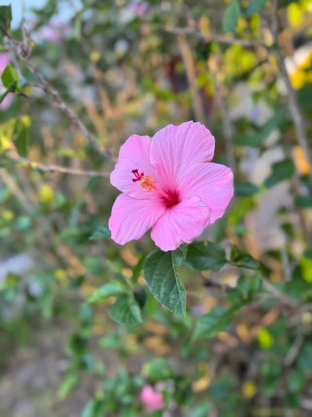 Poinciana Garden Flora - Image 1