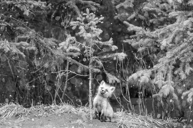 Yellowstone National Park - Image 1