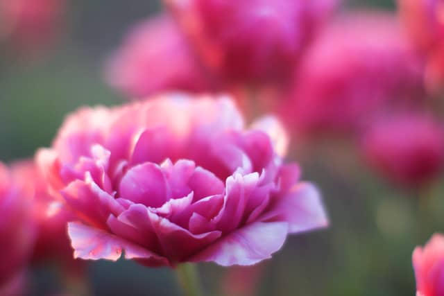 Wooden Shoe Tulip Farm - Image 1