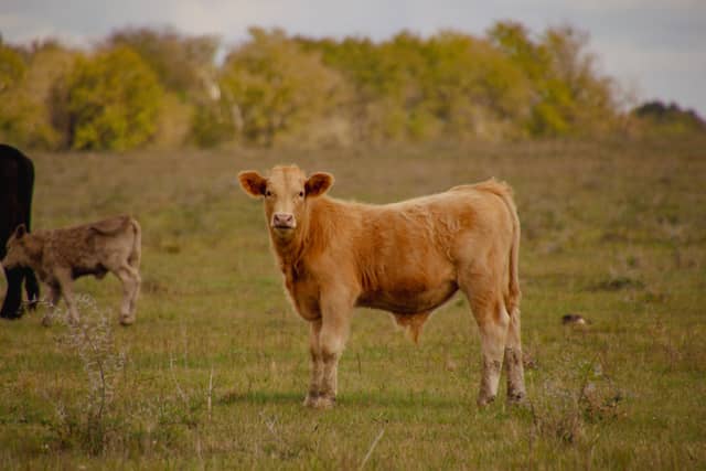 Somerville Pasture - Image 1