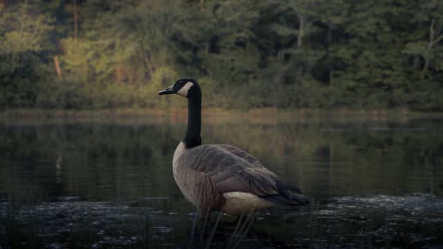 Covington Woodland Pond - Image 1