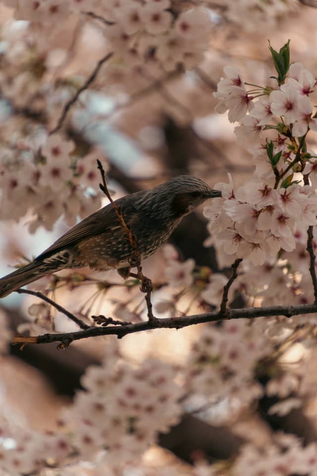 Seoul Forest Park - Image 1