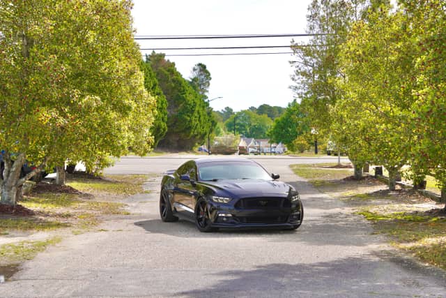 Tree-Lined Suburban Driveway - Image 1