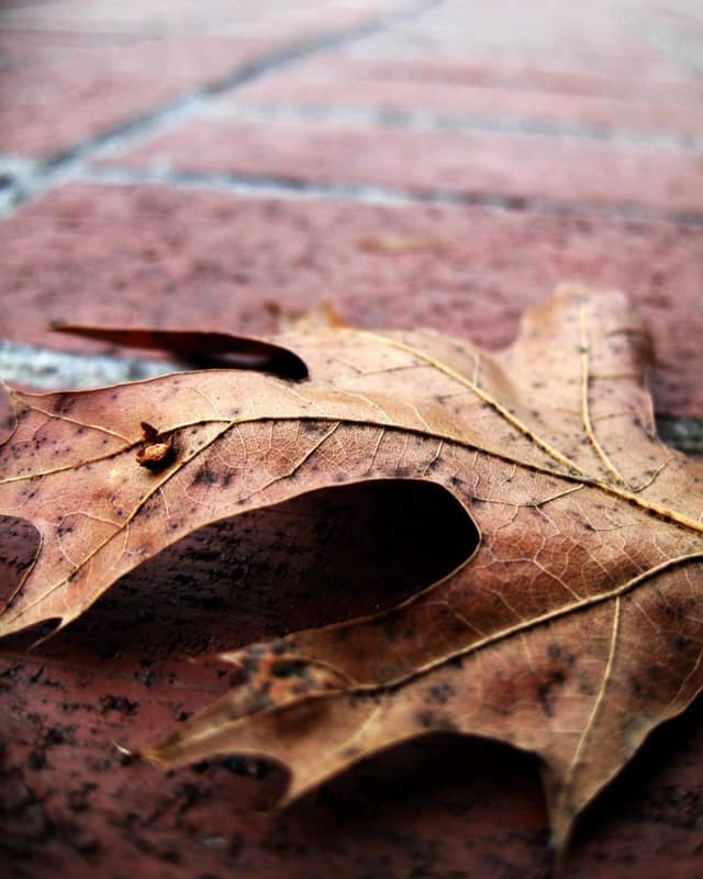 Ozark Autumn Details - Image 1