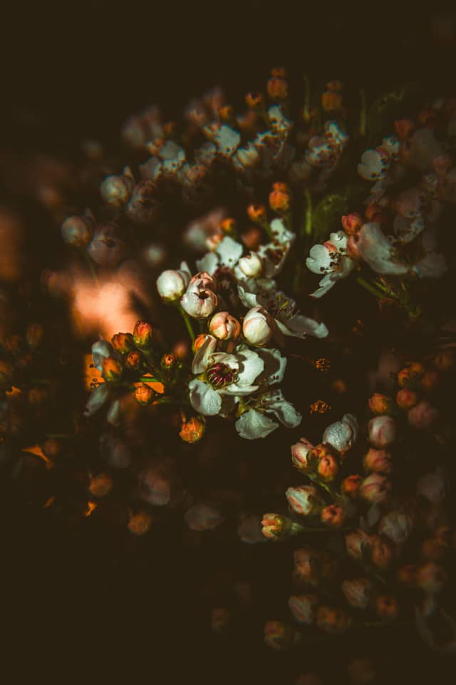 Canton Spring Blossoms - Image 1