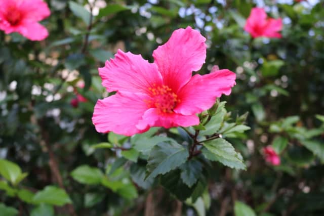 Laguna Hills Floral Garden - Image 1