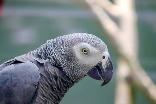 African Grey Parrot Portrait - Image 1