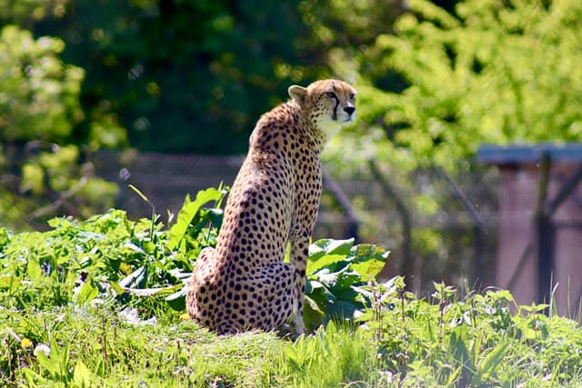 Bristol Zoo Project - Image 1