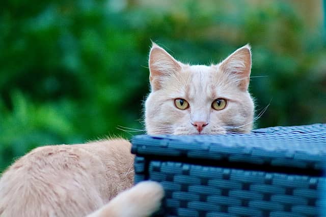 Overton Garden Cat Portrait - Image 1