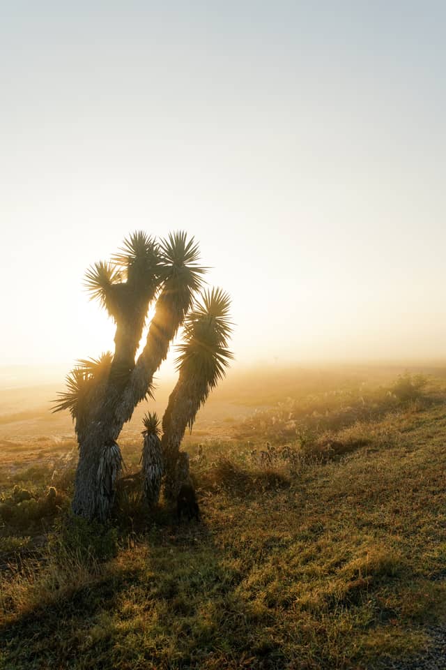Laguna Atascosa Coastal Prairie - Image 1